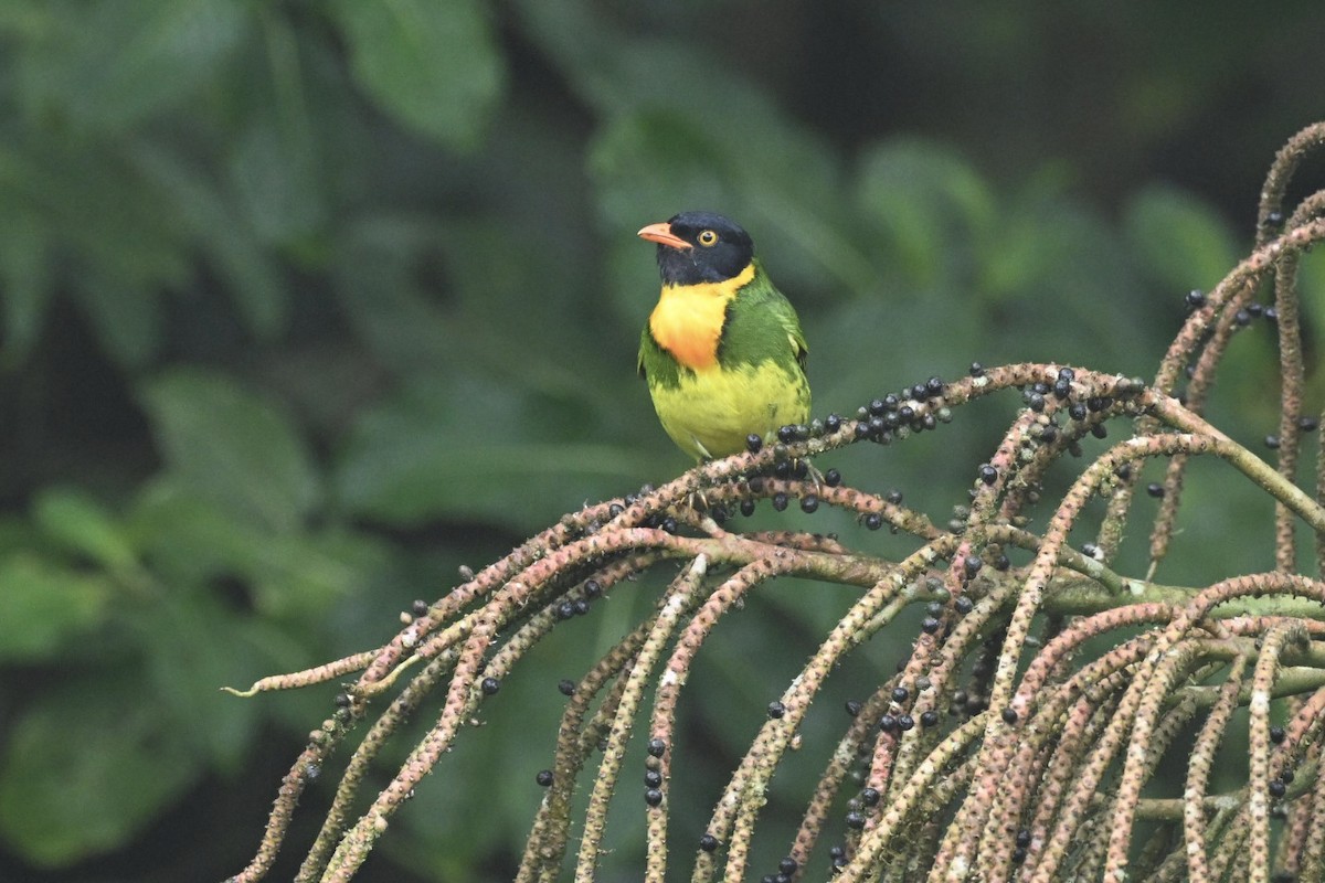 Orange-breasted Fruiteater - ML634482095