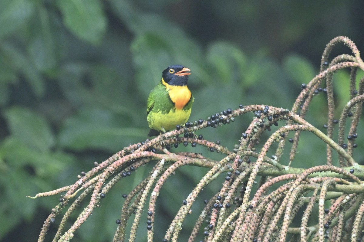 Orange-breasted Fruiteater - ML634482096