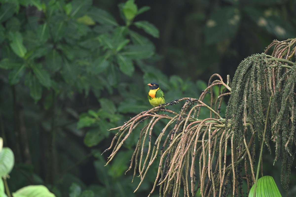 Orange-breasted Fruiteater - ML634482097