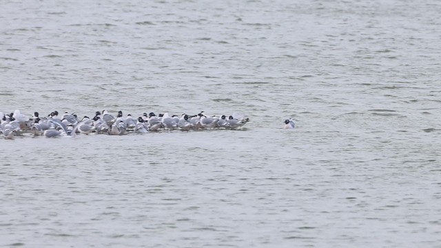 Franklin's Gull - ML634482124