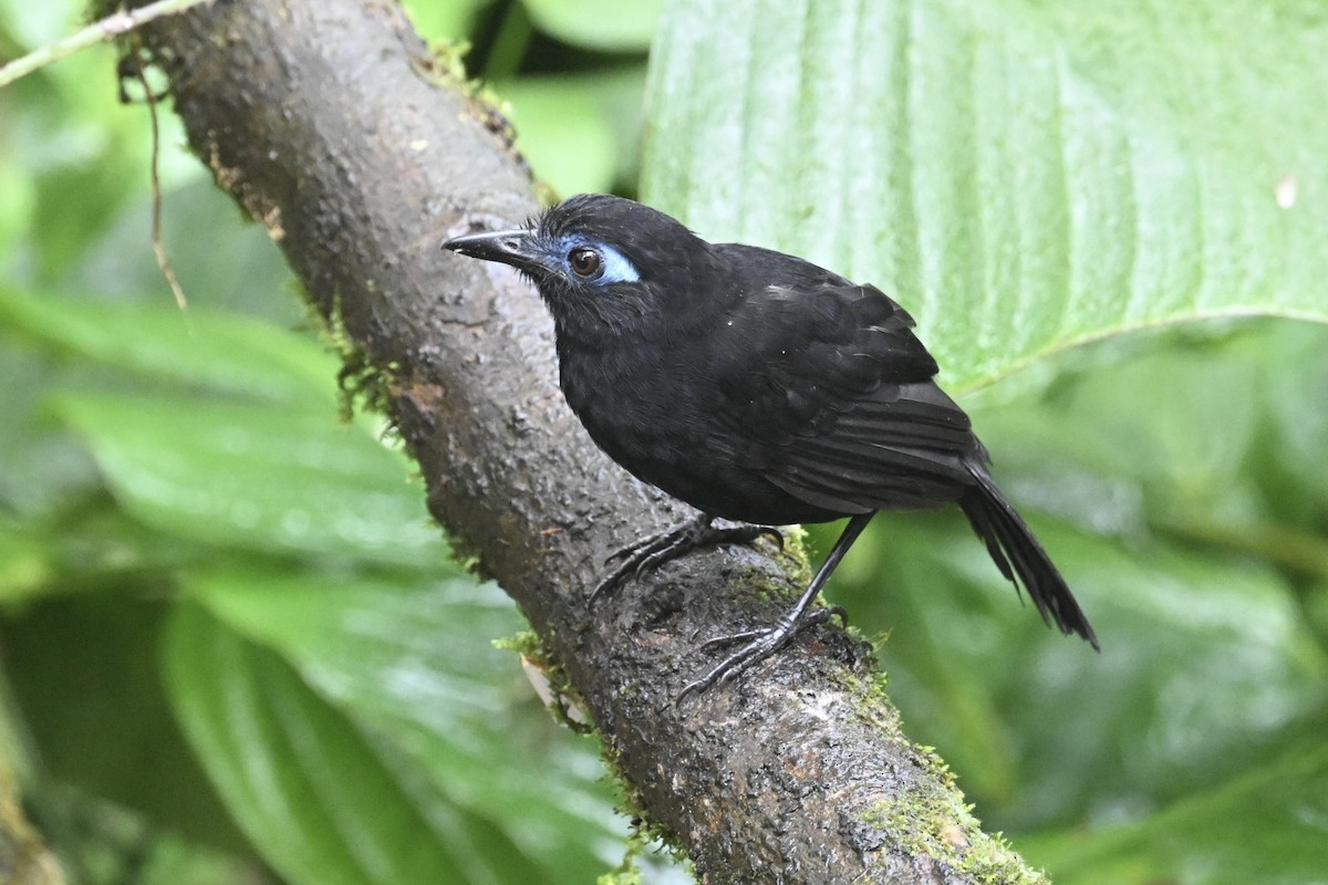 Zeledon's Antbird (Choco) - ML634482130