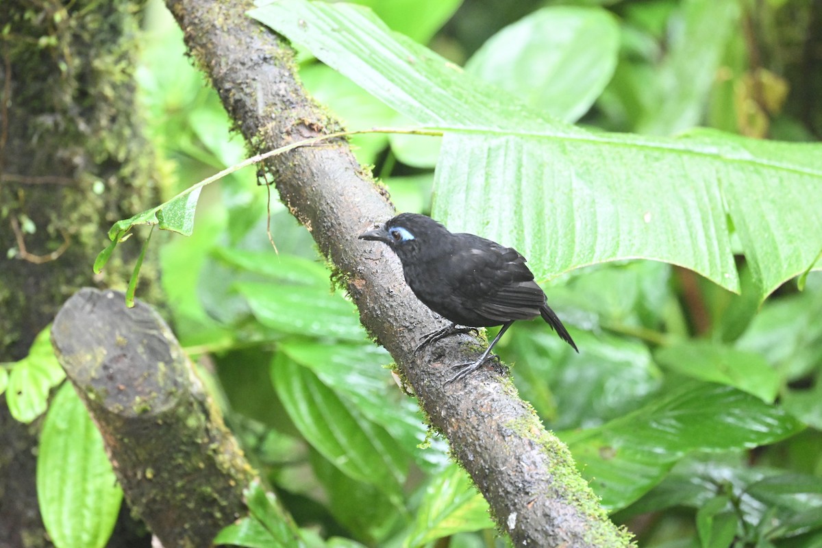 Zeledon's Antbird (Choco) - ML634482131