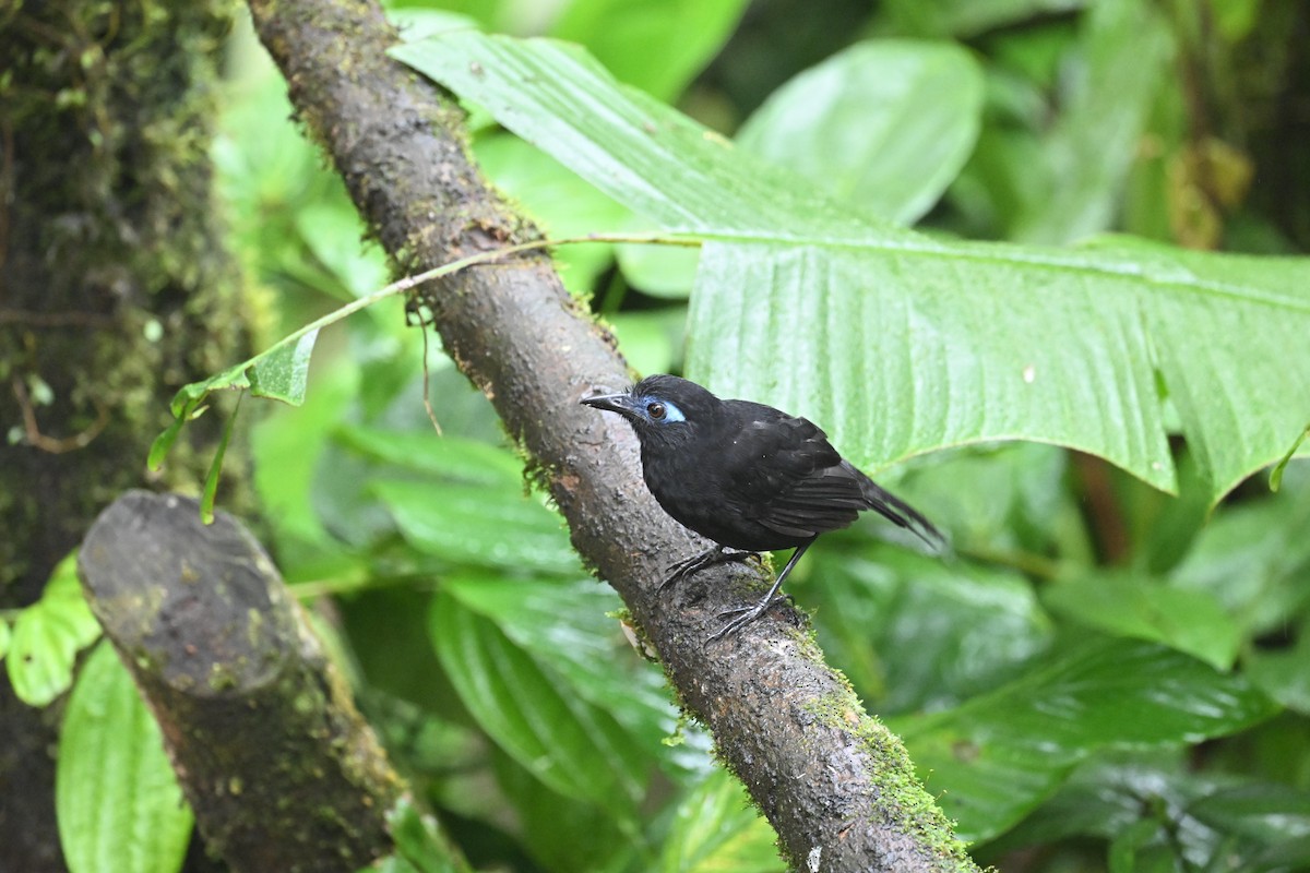 Zeledon's Antbird (Choco) - ML634482132