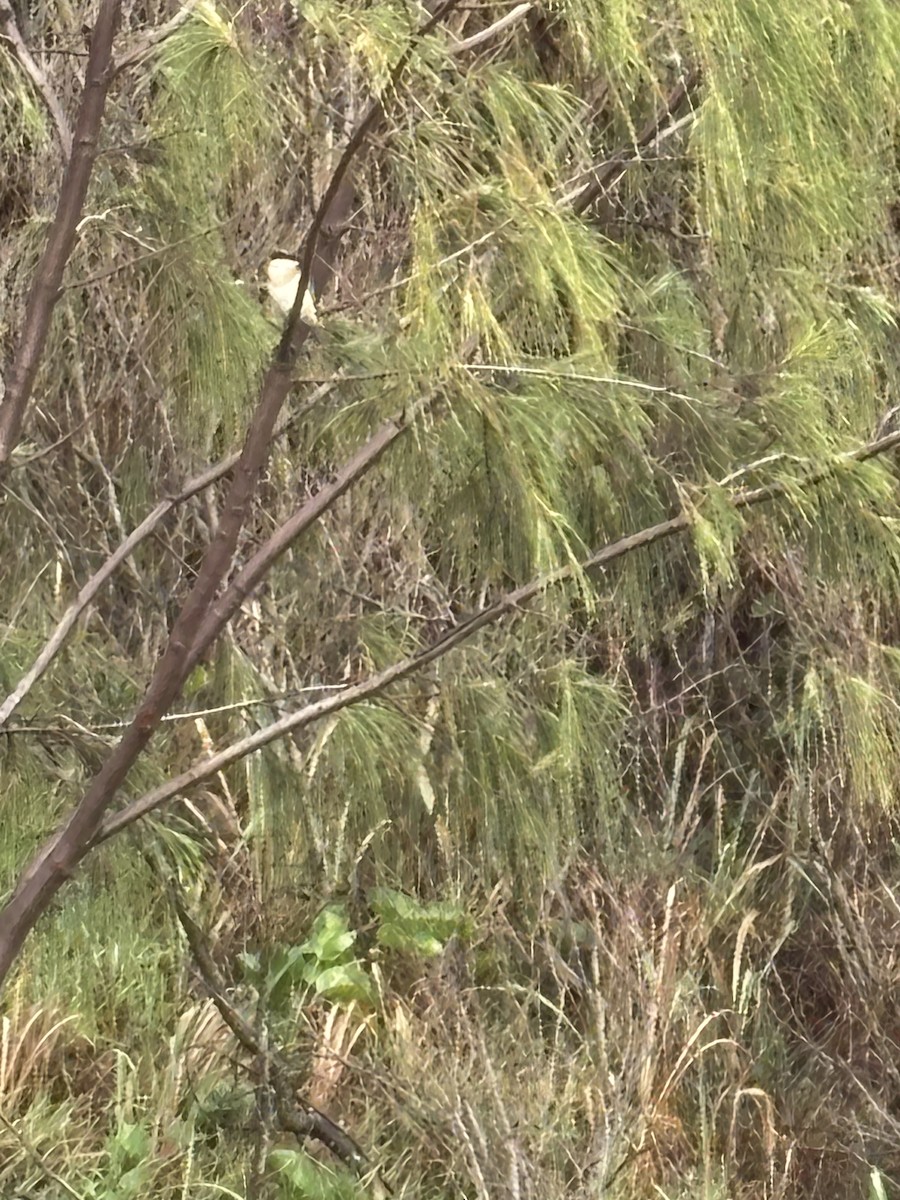 Torresian Kingfisher - ML634482161