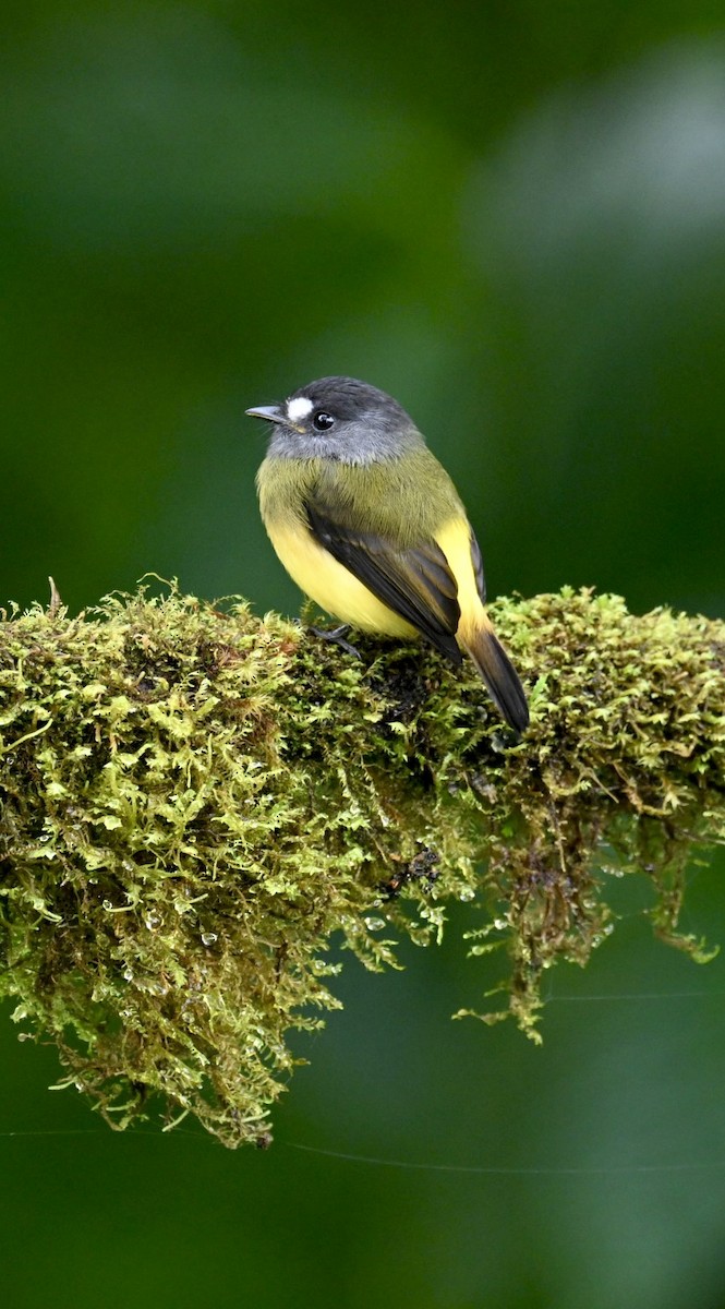 Ornate Flycatcher (Western) - ML634482182