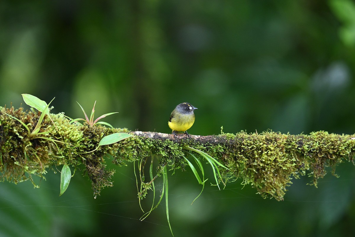 Ornate Flycatcher (Western) - ML634482183