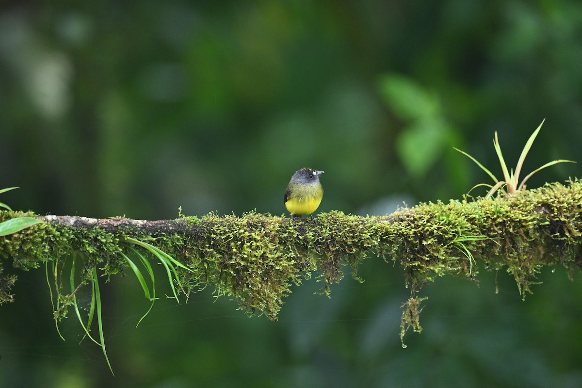 Ornate Flycatcher (Western) - ML634482184