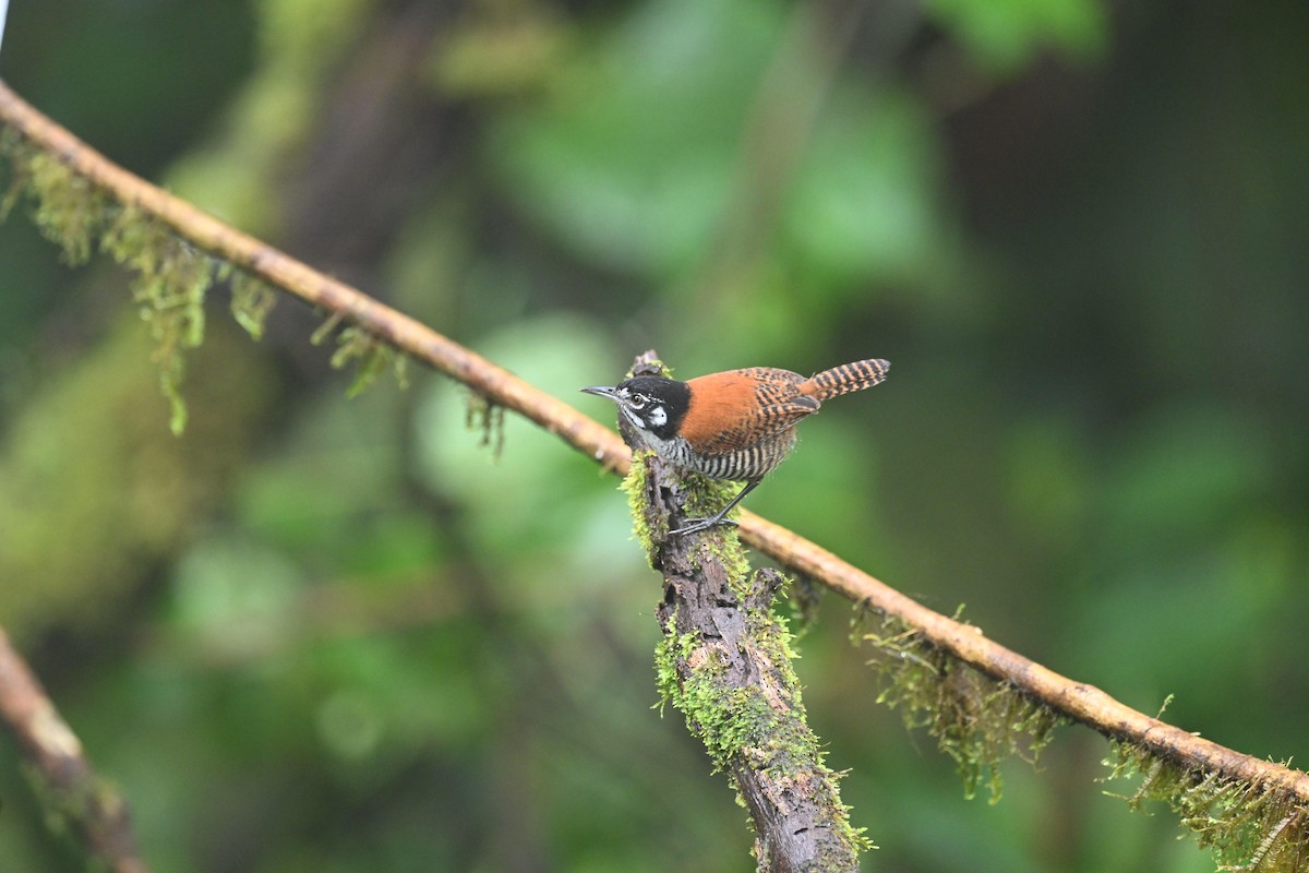 Bay Wren - ML634482214