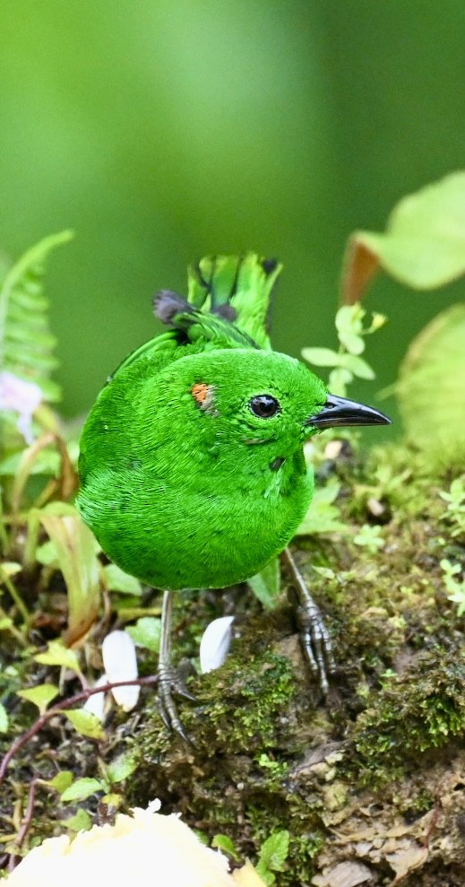 Glistening-green Tanager - ML634482246