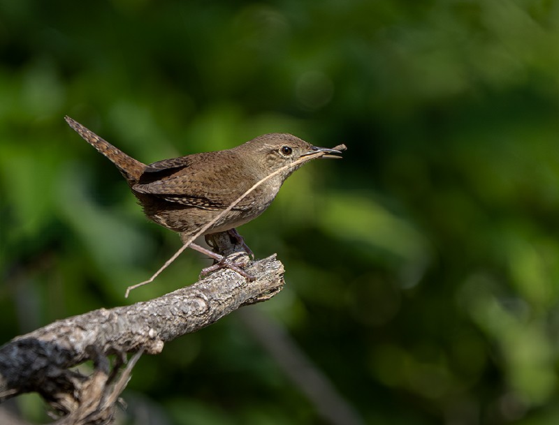 Northern House Wren - ML634482266
