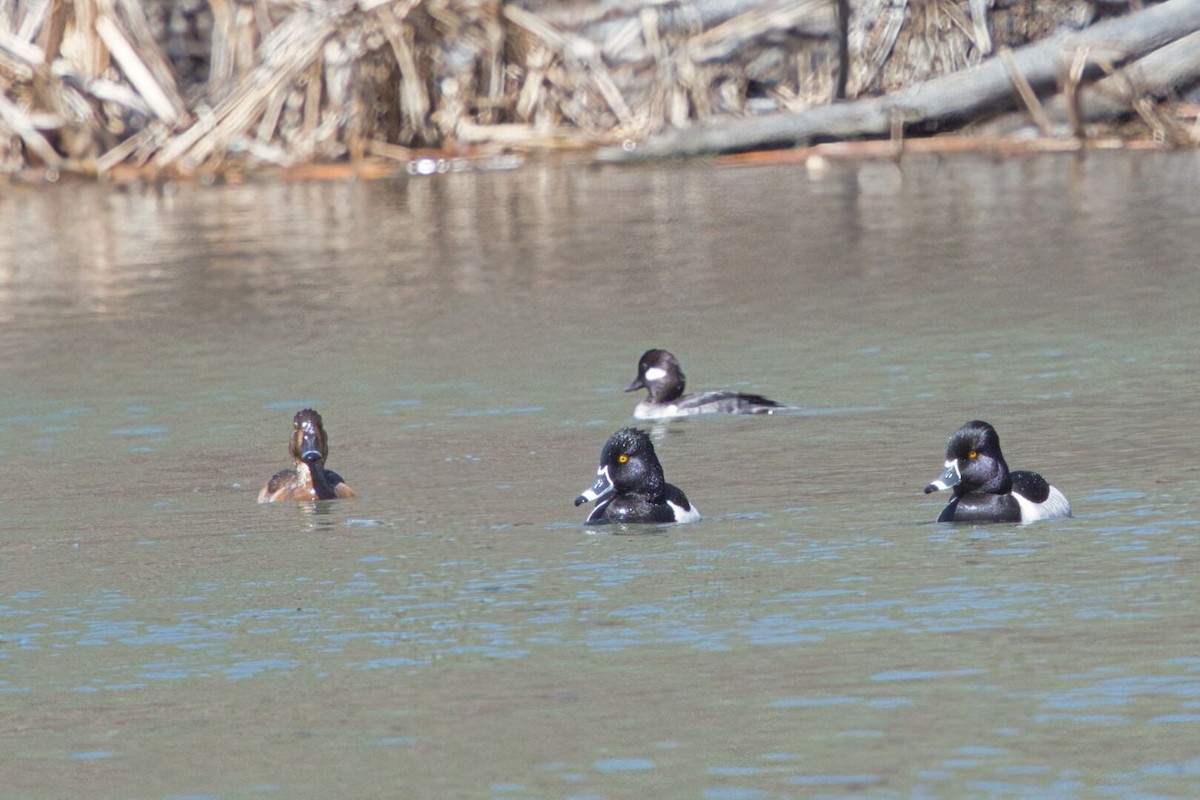 Ring-necked Duck - ML634482564