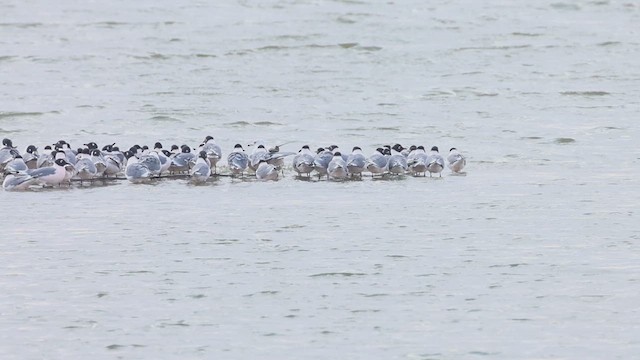 Franklin's Gull - ML634482606