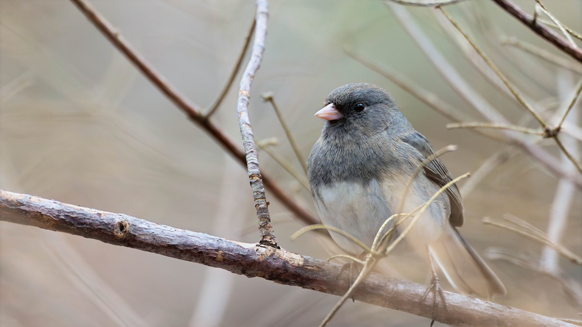 Dark-eyed Junco - ML634482705