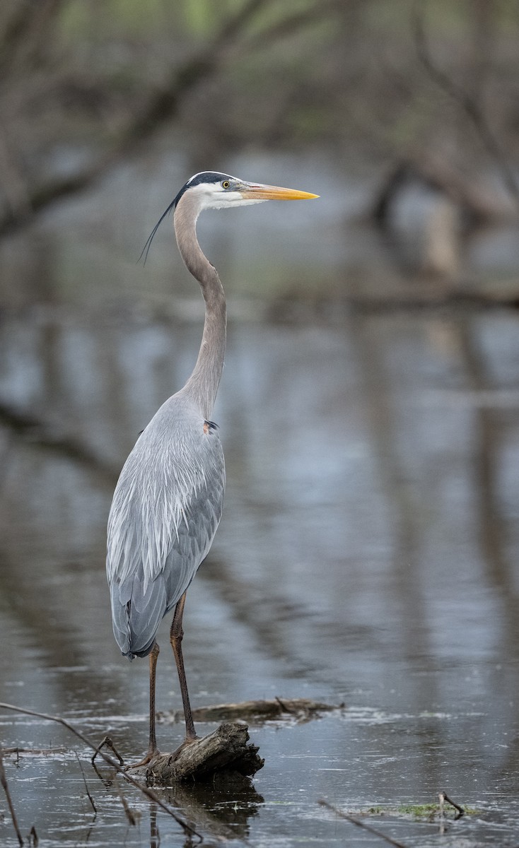Great Blue Heron - ML634482922