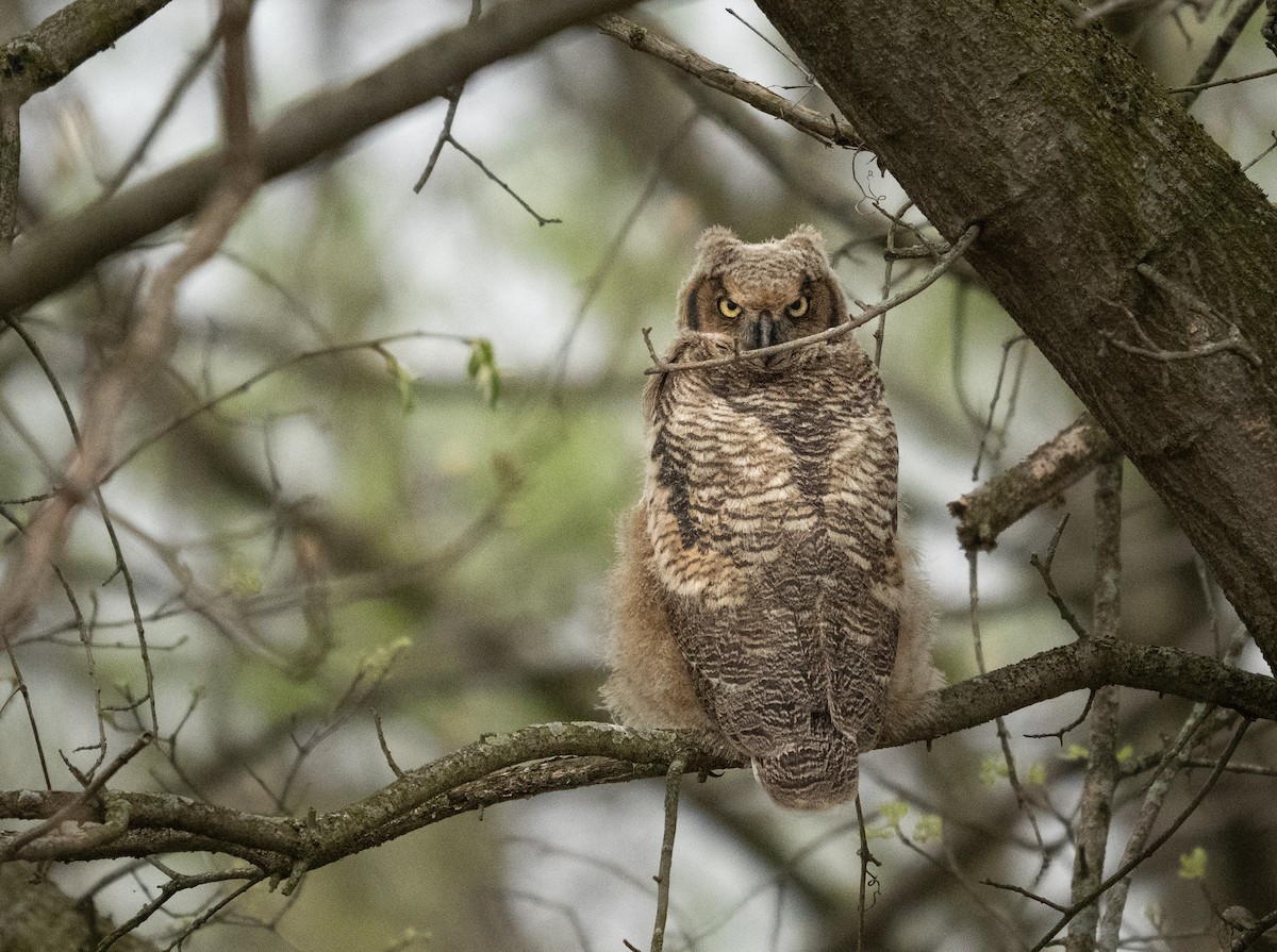 Great Horned Owl - ML634482953