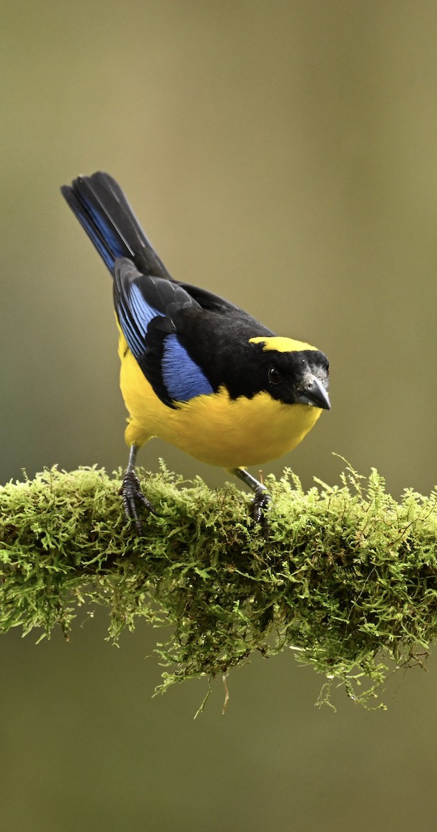 Blue-winged Mountain Tanager (Blue-winged) - ML634483012