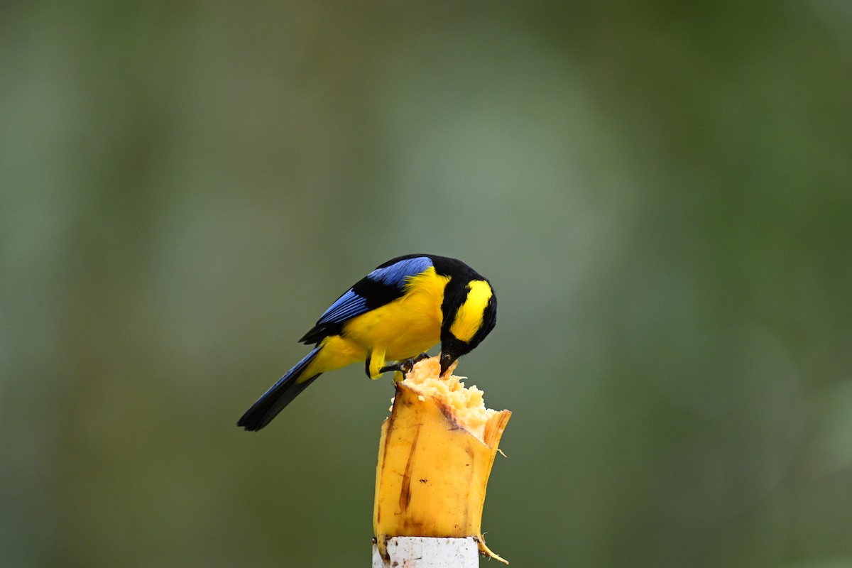 Blue-winged Mountain Tanager (Blue-winged) - ML634483013