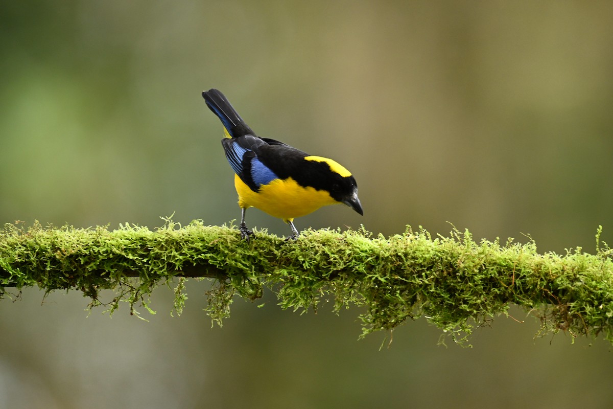 Blue-winged Mountain Tanager (Blue-winged) - ML634483014