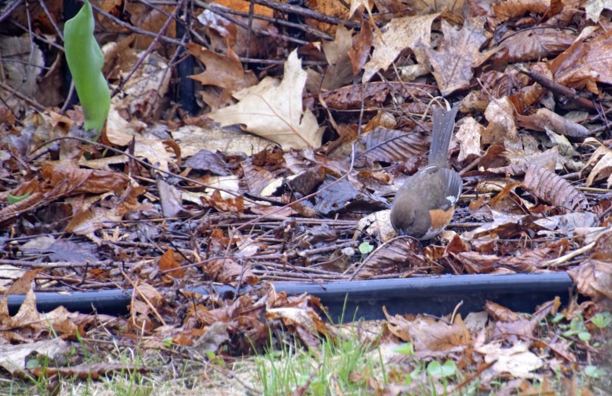 Eastern Towhee - ML634483144