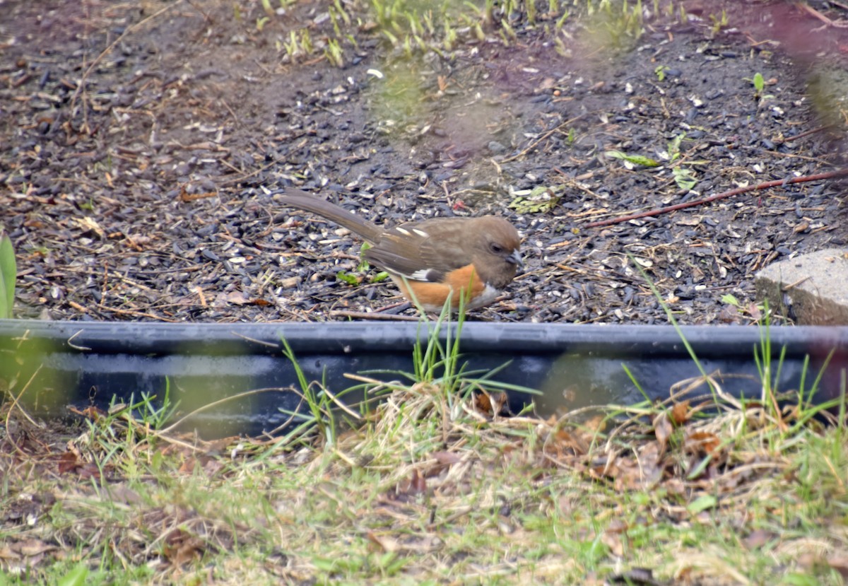 Eastern Towhee - ML634483147