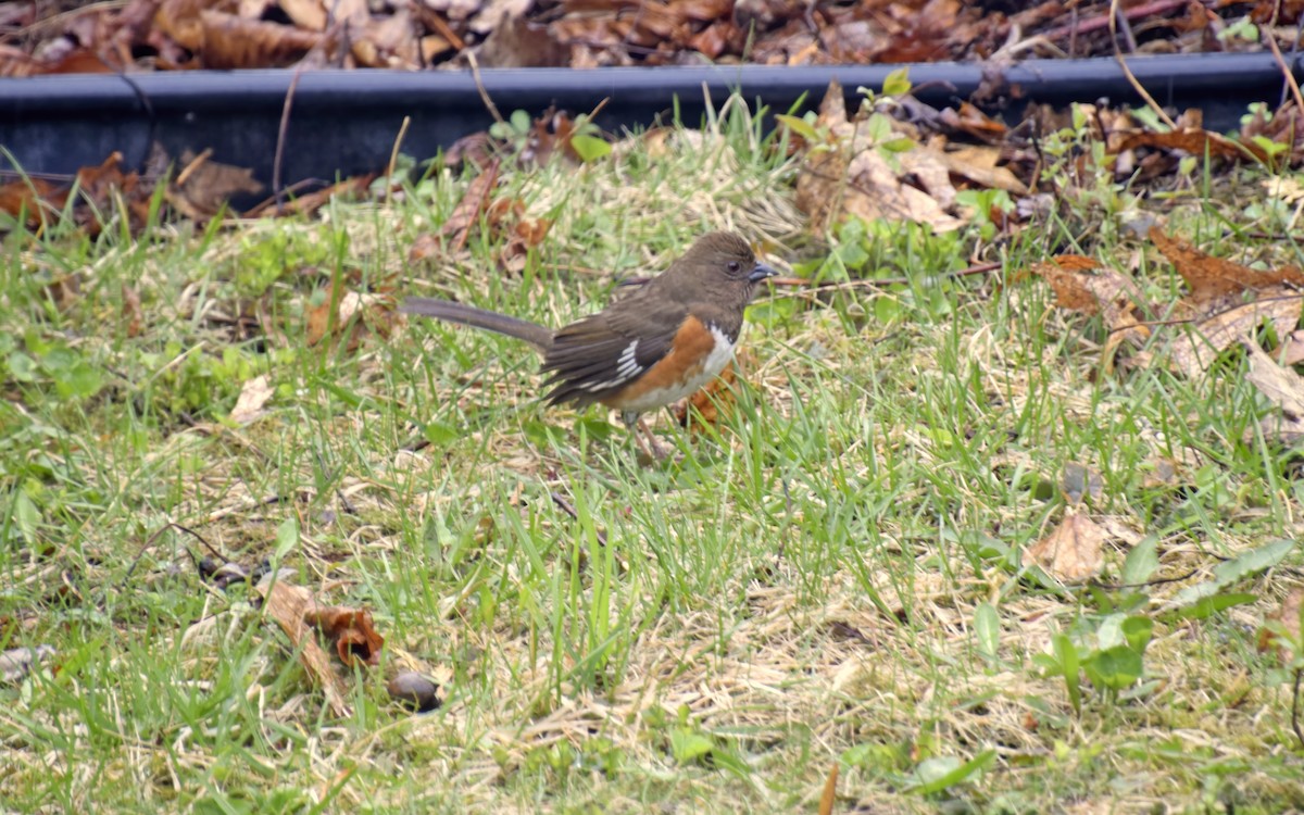 Eastern Towhee - ML634483148