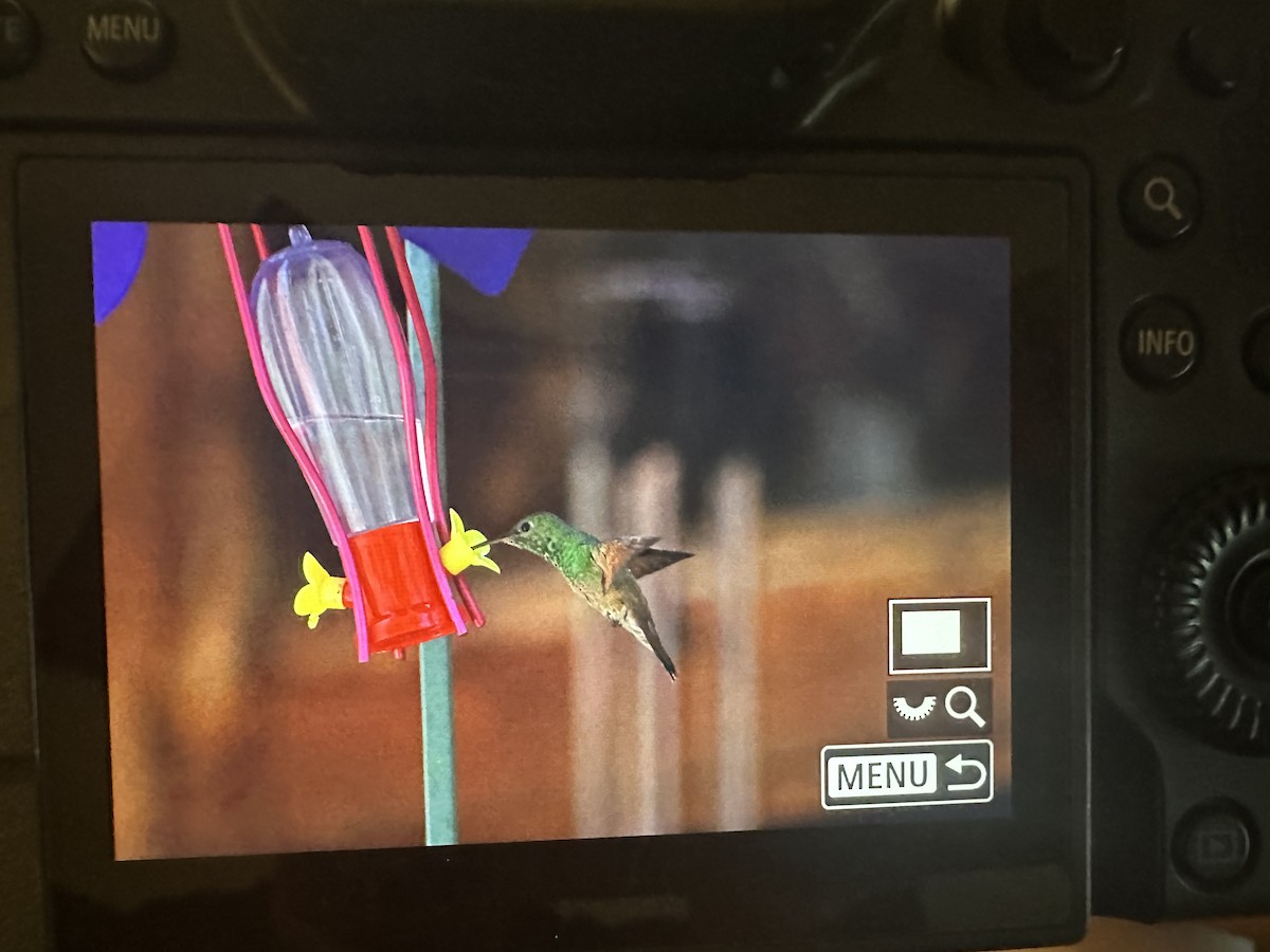 Berylline Hummingbird - ML634483189