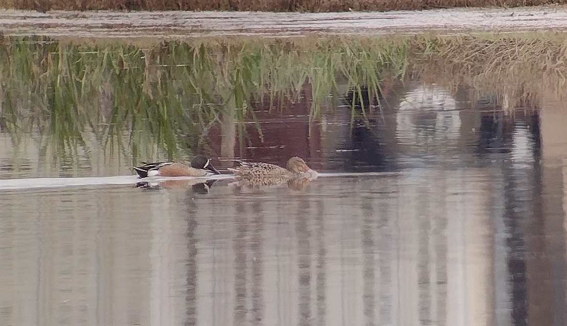 Blue-winged Teal x Northern Shoveler (hybrid) - ML634483277