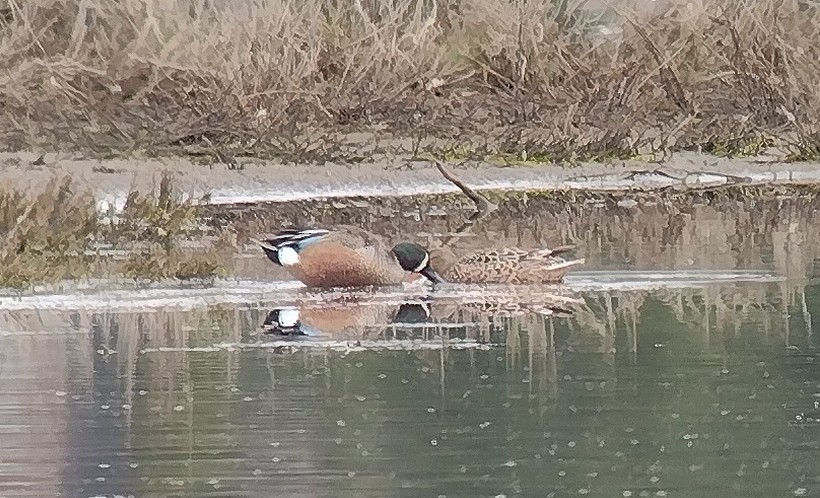 Blue-winged Teal x Northern Shoveler (hybrid) - ML634483278