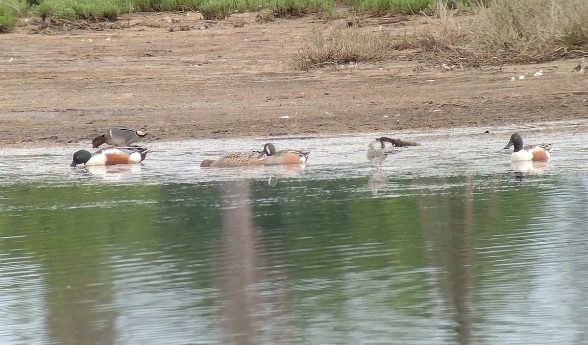 Blue-winged Teal x Northern Shoveler (hybrid) - ML634483279