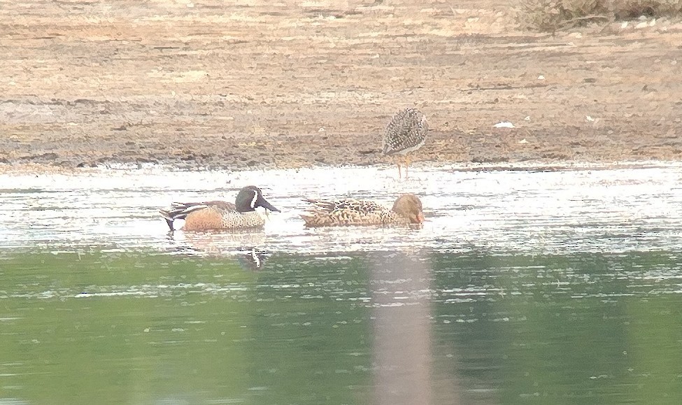 Blue-winged Teal x Northern Shoveler (hybrid) - ML634483280
