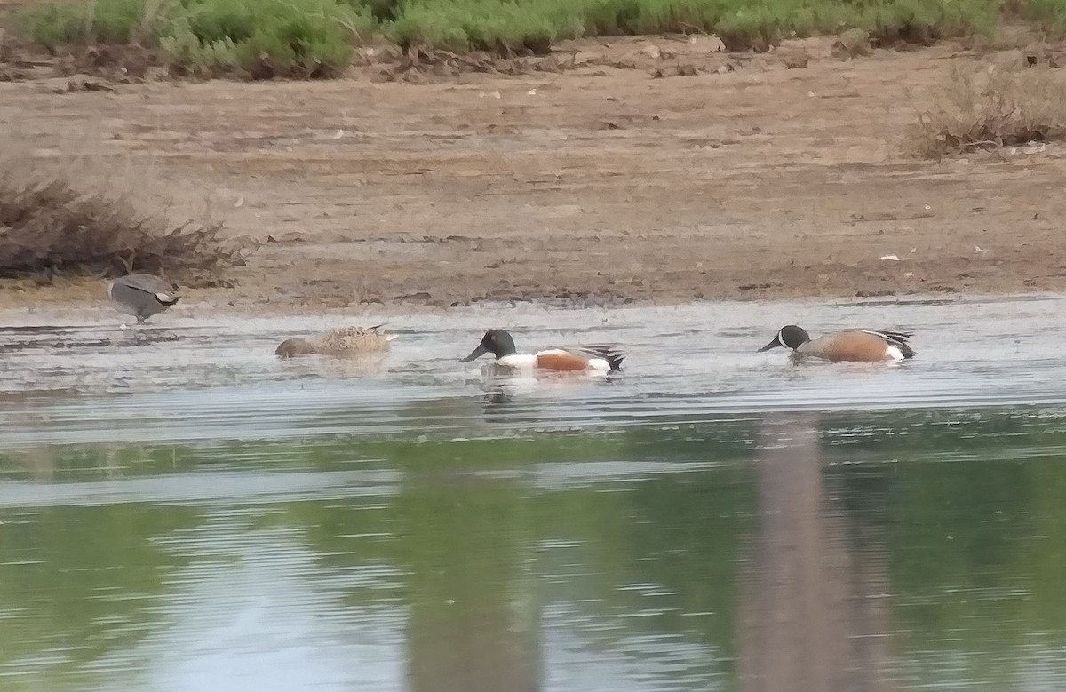 Blue-winged Teal x Northern Shoveler (hybrid) - ML634483281