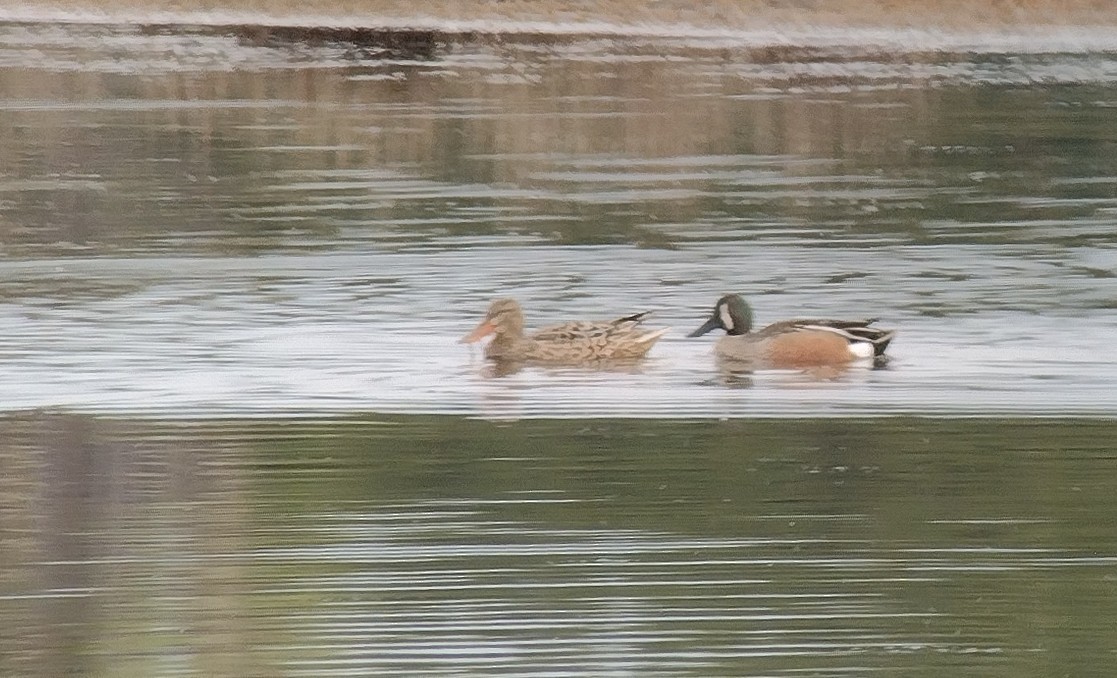 Blue-winged Teal x Northern Shoveler (hybrid) - ML634483282