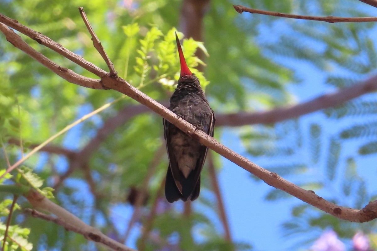 アカハシハチドリ - ML634483373