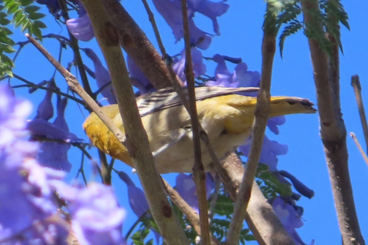 ビュラックムクドリモドキ - ML634483378