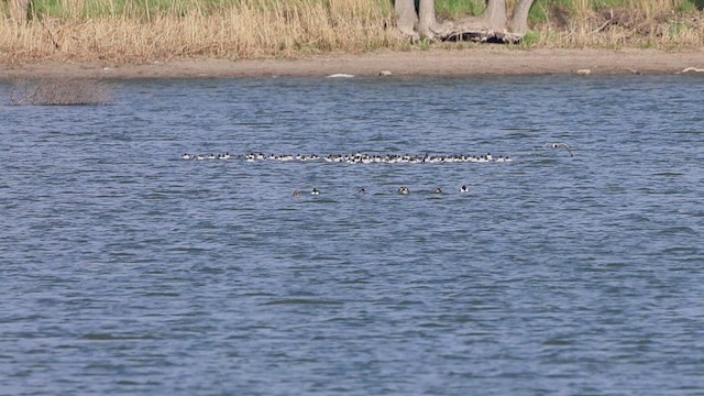 Franklin's Gull - ML634483400
