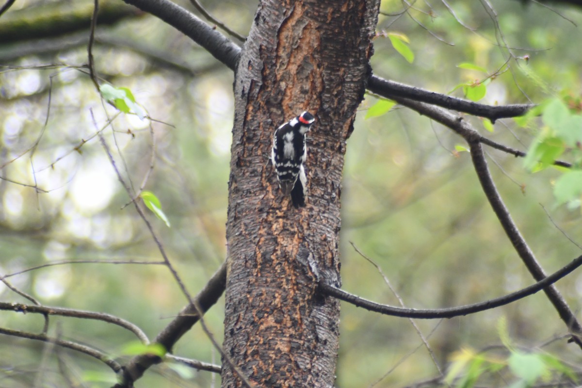 Downy Woodpecker - ML634483551