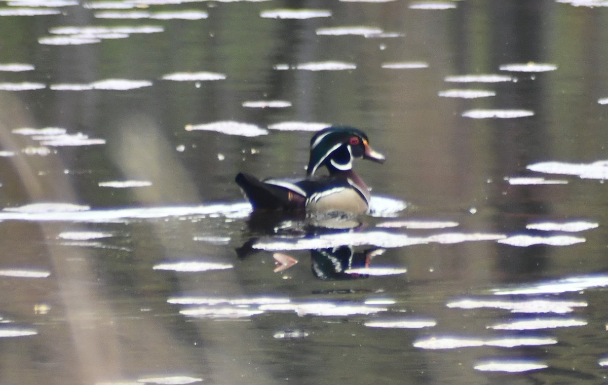 Wood Duck - ML634483560