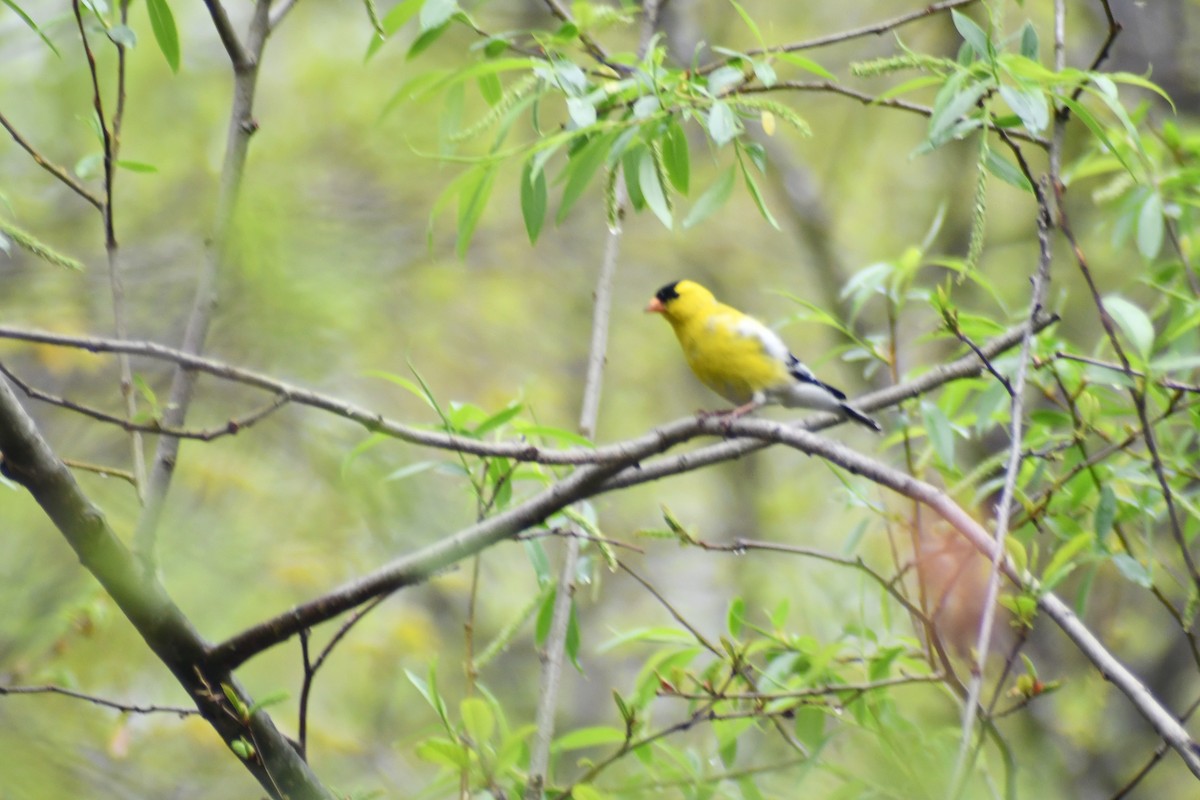 American Goldfinch - ML634483576