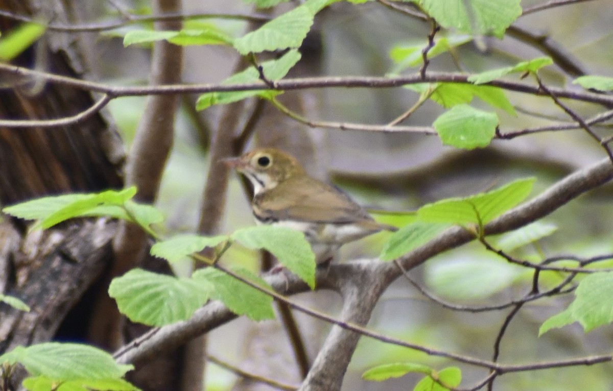 Ovenbird - ML634483585