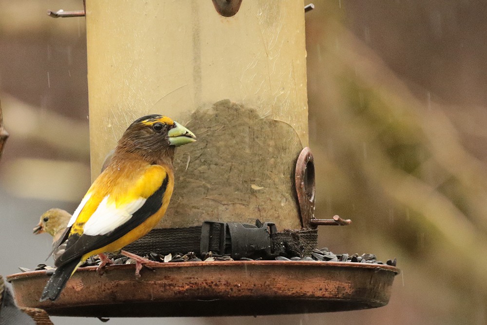 Evening Grosbeak - ML634483588