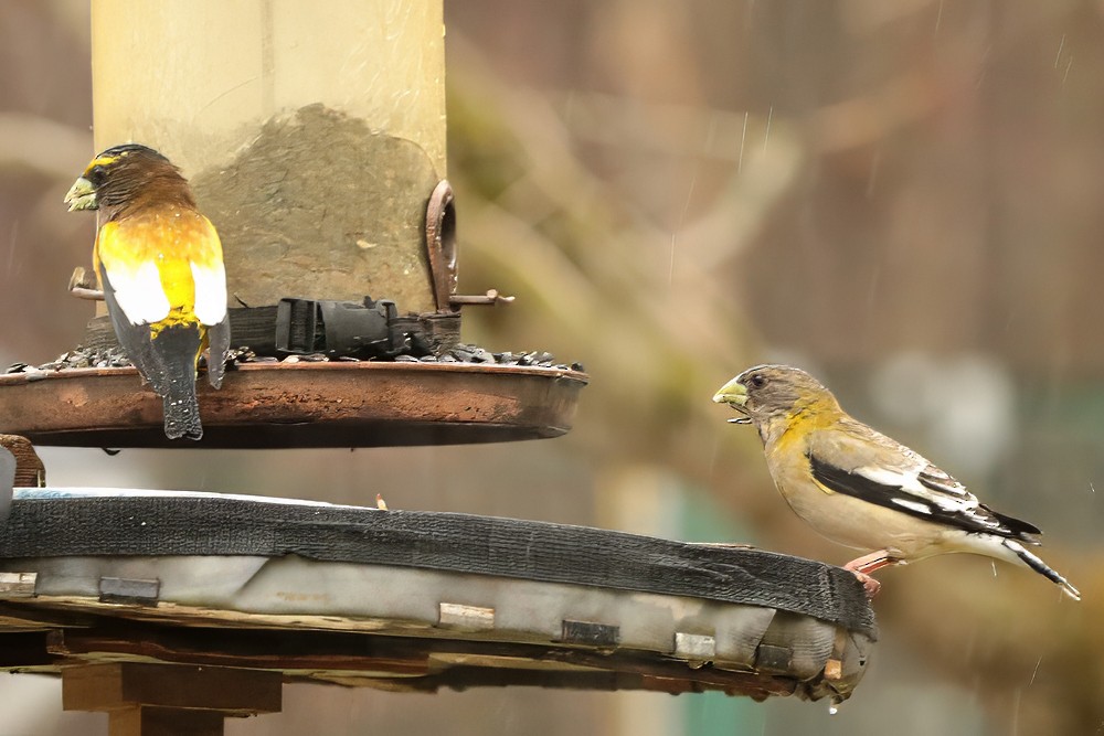 Evening Grosbeak - ML634483589