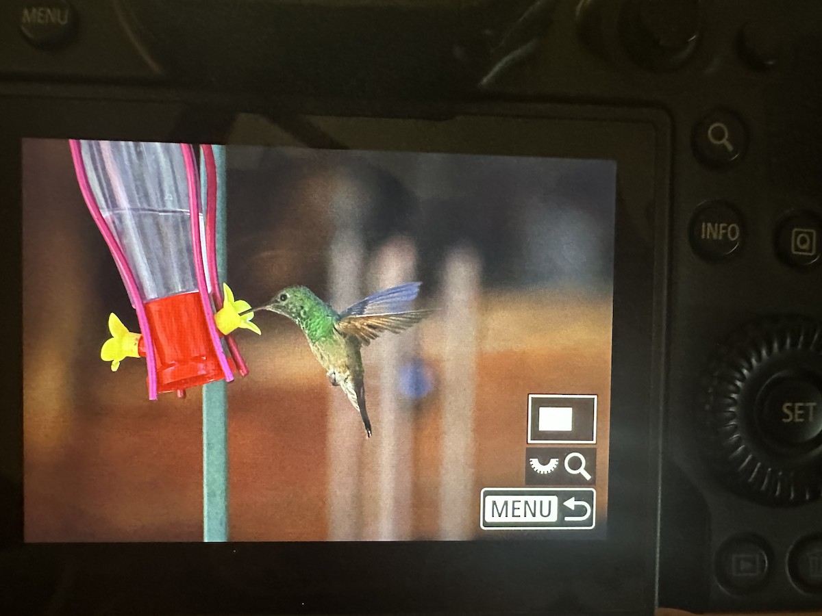 Berylline Hummingbird - ML634483621