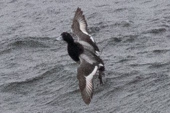 Greater Scaup - ML634483845