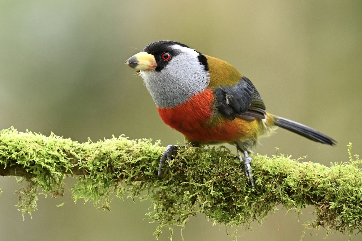 Toucan Barbet - ML634484127
