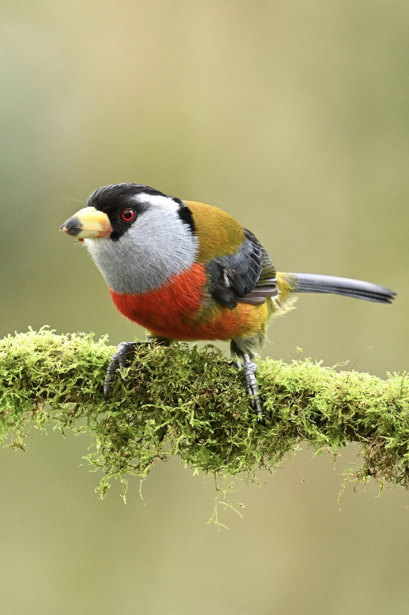 Toucan Barbet - ML634484128