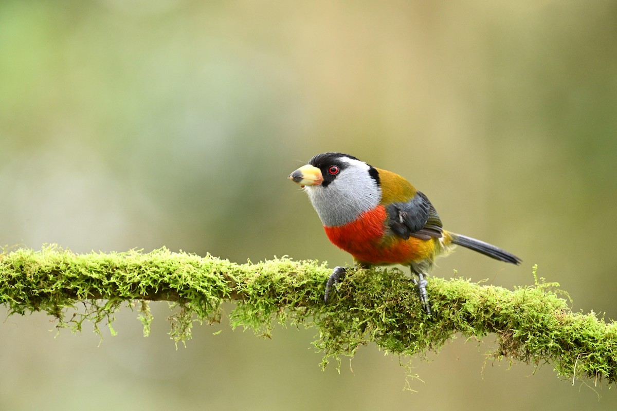 Toucan Barbet - ML634484129