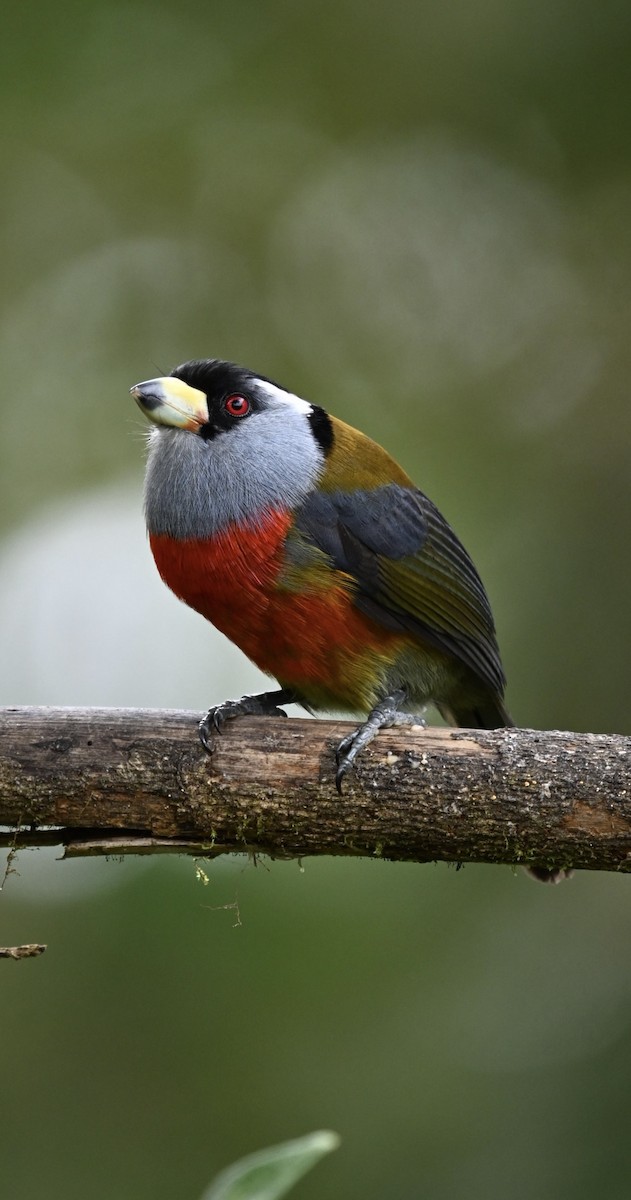 Toucan Barbet - ML634484130