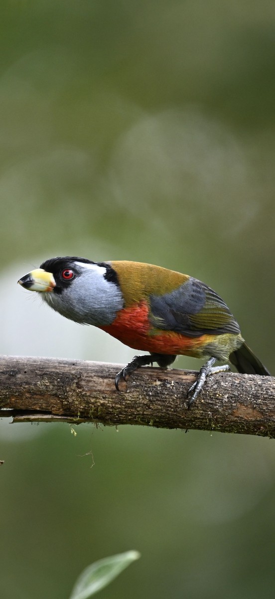 Toucan Barbet - ML634484131
