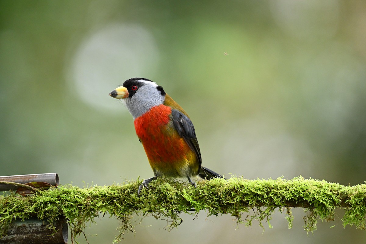 Toucan Barbet - ML634484132