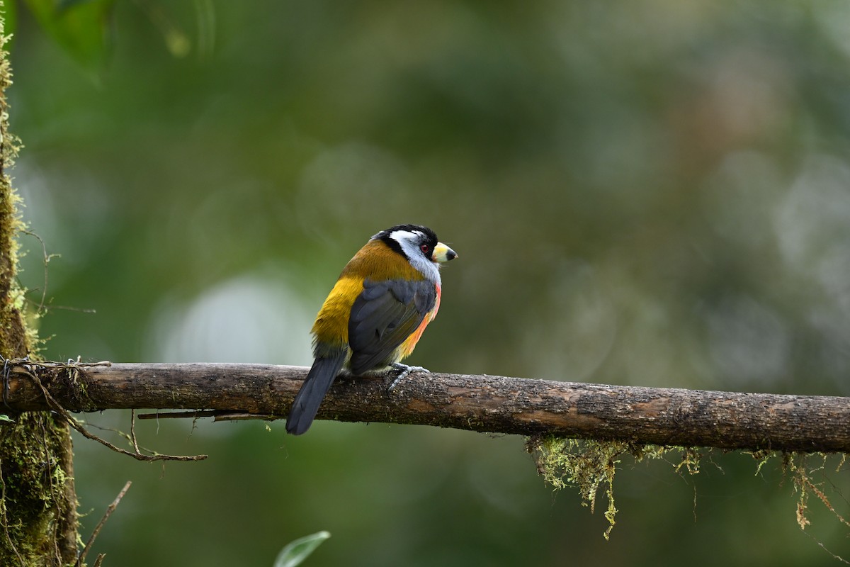 Toucan Barbet - ML634484133